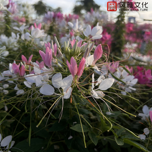 插入美女老师的穴
